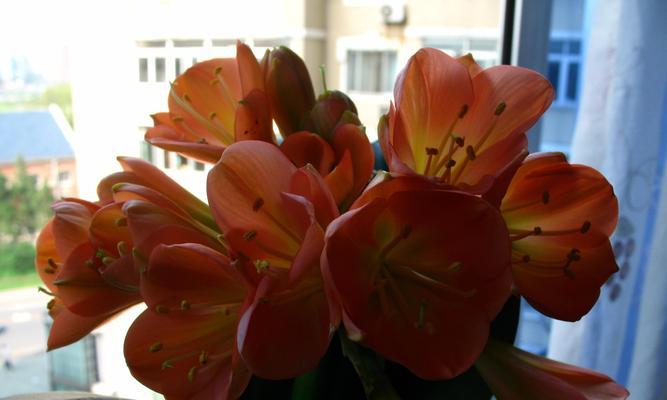 君子兰花开两次的寓意（探讨君子兰花两次开花的奥秘及其寓意）