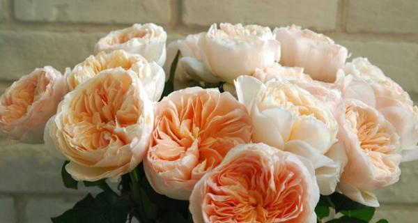 玫瑰花颜色的意义与寓意（深入解析玫瑰花不同颜色的象征与代表）