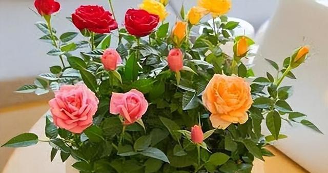 玫瑰花颜色的意义与寓意（深入解析玫瑰花不同颜色的象征与代表）