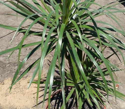 龙血兰繁殖方法有哪些？繁殖过程中应注意哪些问题？