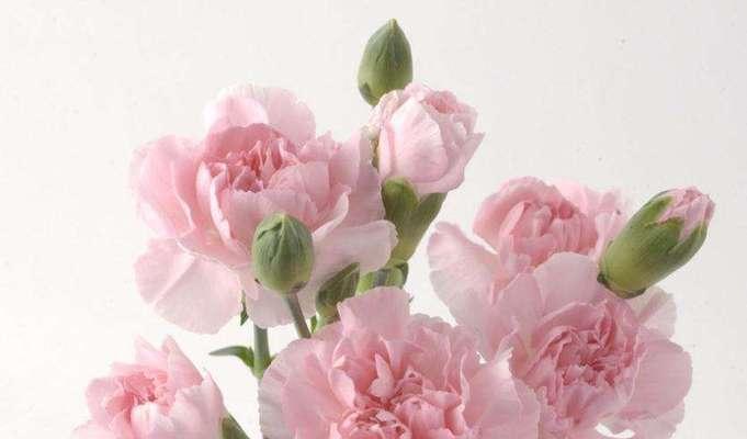 康乃馨花语及寓意解析（探索康乃馨花语）