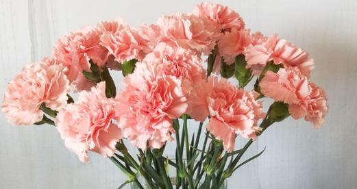 康乃馨花语及寓意解析（探索康乃馨花语）