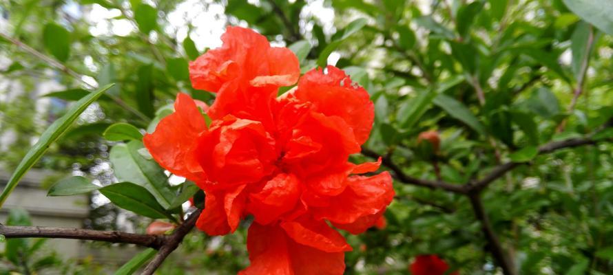 石榴花语传情，缔结爱的誓言（以花媒为纽带）