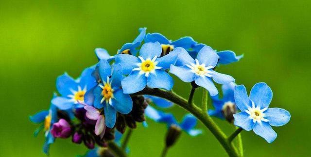 勿忘我花语之色彩意义（不同颜色勿忘我的花语与象征意义）