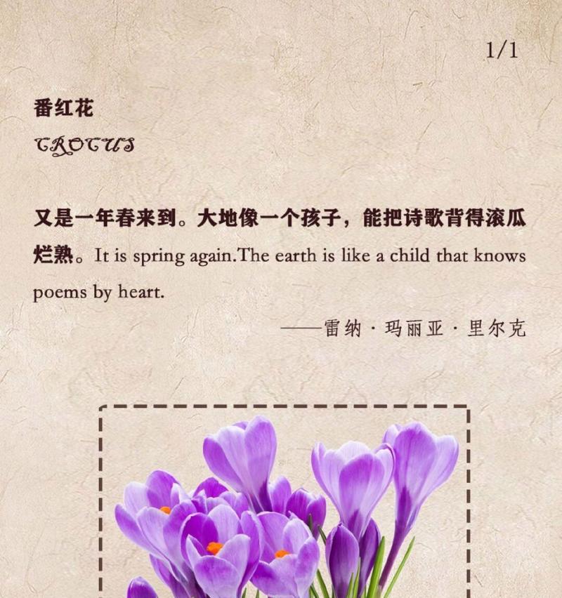 番红花的花语（揭示番红花花语的花朵奇妙之旅）