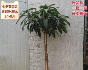 家里可以种芒果树吗？种植芒果树需要注意什么？