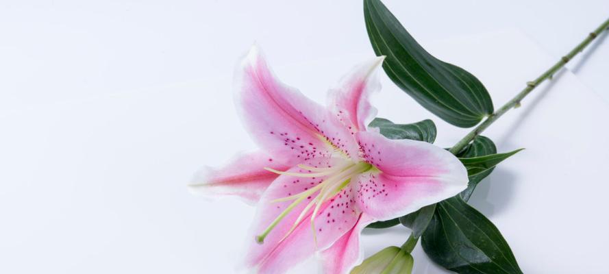 粉色百合花的花语与寓意（爱与守护的象征——粉色百合花的花语与寓意）
