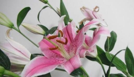 粉色百合花的花语与寓意（爱与守护的象征——粉色百合花的花语与寓意）