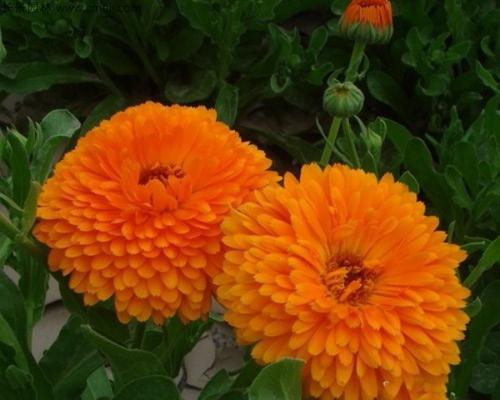 金盏花的花语探秘(揭示金盏花的象征意义与文化内涵)