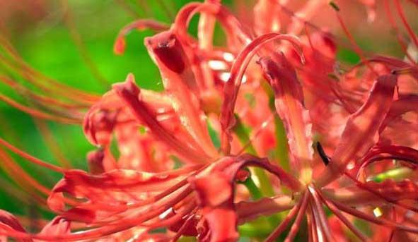 什么花的花语代表死亡？揭秘象征死亡的花卉种类及含义？