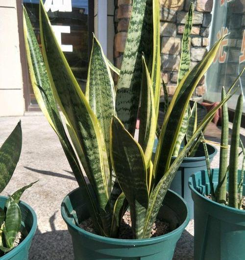 虎皮兰长太高了怎么办？如何修剪和控制其生长？