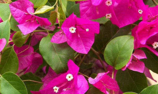 三角梅长什么样？它的独特特点有哪些？