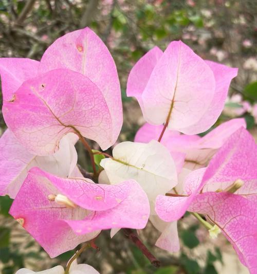 三角梅长什么样？它的独特特点有哪些？