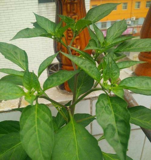 辣椒开花时浇水需要注意什么?