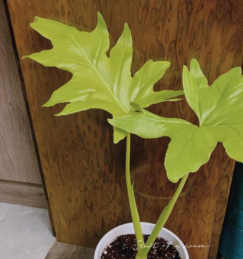 努力向上的植物，成长的力量（探索自我）