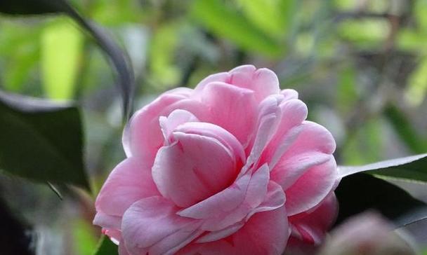 山茶花的象征意义及传承（一朵花的情感世界与文化价值）