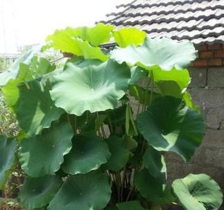 莲藕的生长过程是怎样的？如何正确种植和管理？