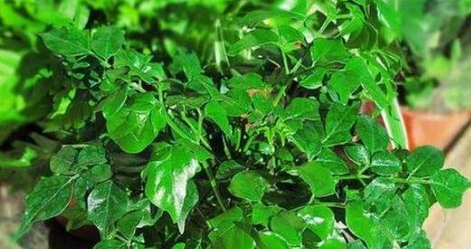 富贵树开花好吗？富贵树开花有什么寓意？