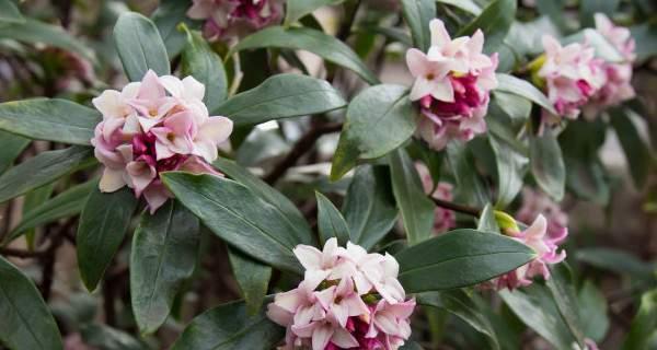 瑞香有毒吗？室内养护需要注意什么？