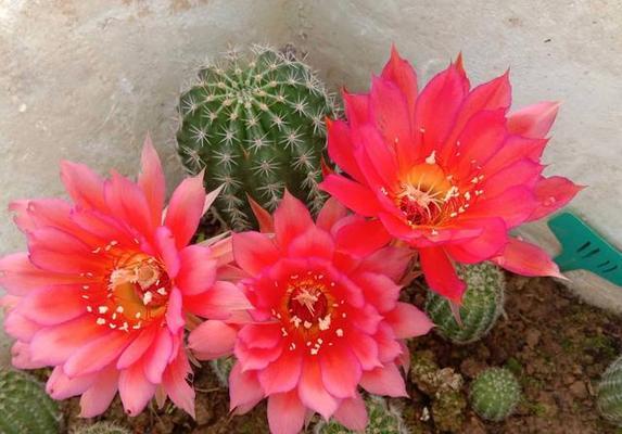 仙人球开花——繁荣与幸福的象征（探究仙人球开花的意义与象征）