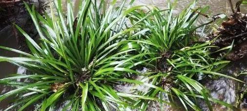 石菖蒲泡水喝的功效与注意事项是什么？