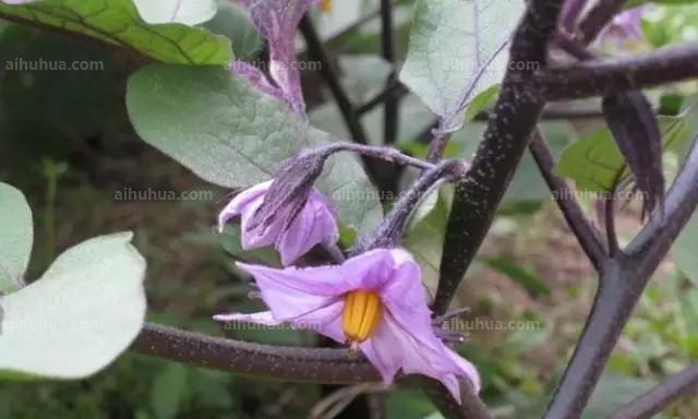 茄子是几年生植物？如何正确种植和管理茄子？