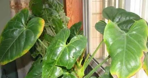 红掌叶子干枯了怎么办？如何补救处理？