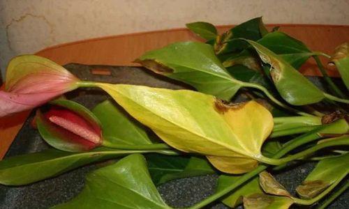 红掌叶子干枯了怎么办？如何补救处理？