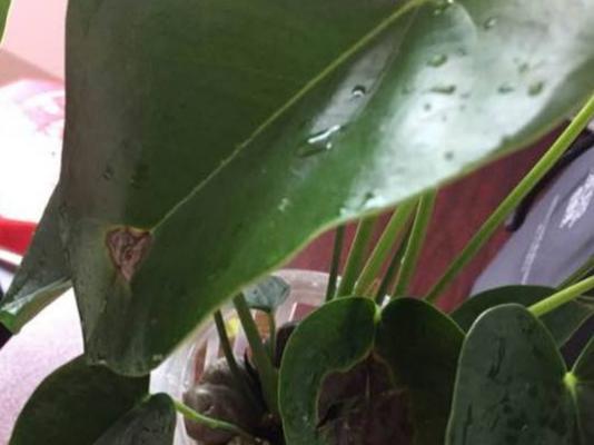 红掌叶子干枯了怎么办？如何补救处理？