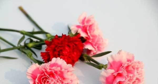 康乃馨花语之送什么人（用花语传达你的情谊）