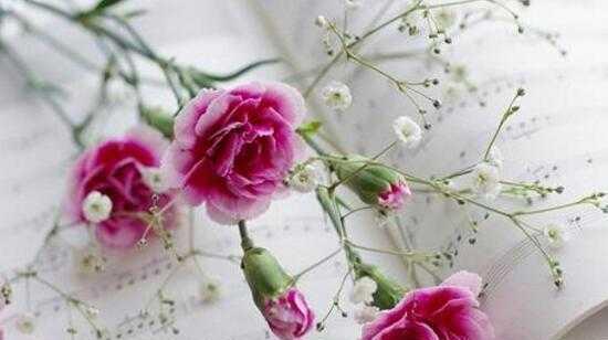 康乃馨花语之送什么人（用花语传达你的情谊）