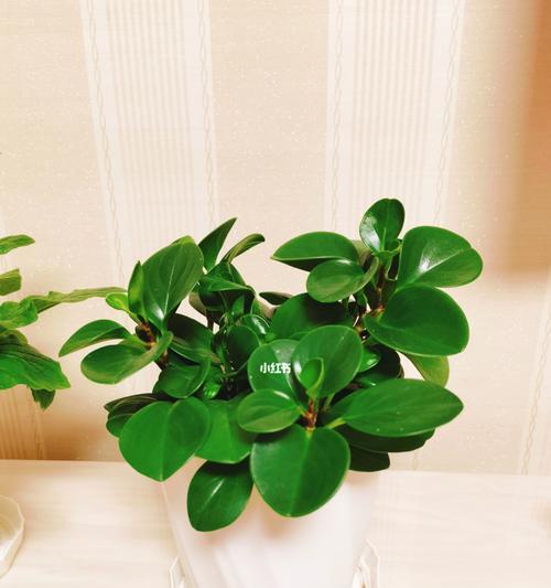 以豆瓣绿的花语，品味自然与希望的生命之美（豆瓣绿）