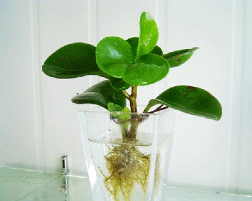 以豆瓣绿的花语,品味自然与希望的生命之美(豆瓣绿) 以豆瓣绿的花语,品味自然与希望的生命之美(豆瓣绿)
