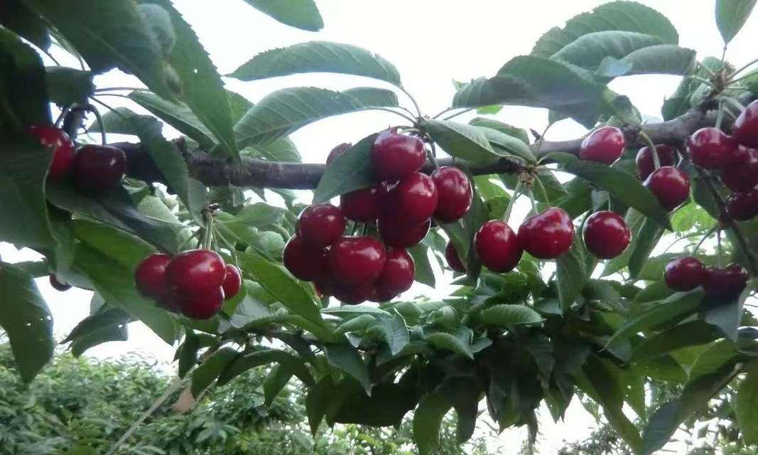 车厘子种植的最佳地点是什么？如何选择适合的气候条件？