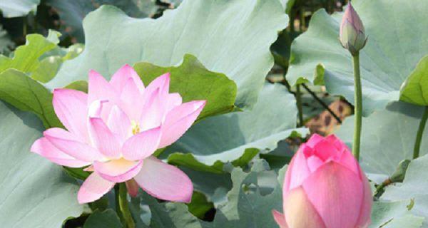 荷花的花语和寓意（荷花的美丽传递着自然之道与人生哲理）