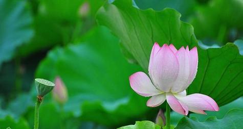 荷花的花语和寓意（荷花的美丽传递着自然之道与人生哲理）