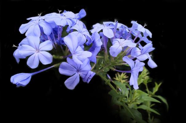 蓝雪花之美（探索蓝雪花的花语及其象征意义）
