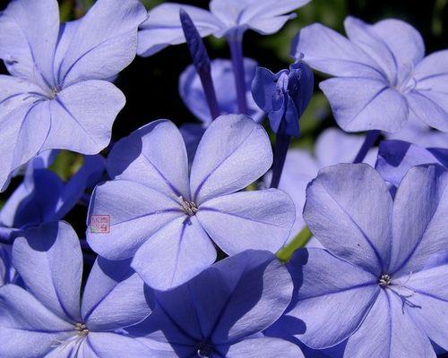 蓝雪花之美(探索蓝雪花的花语及其象征意义) 蓝雪花之美(探索蓝雪花的花语及其象征意义)