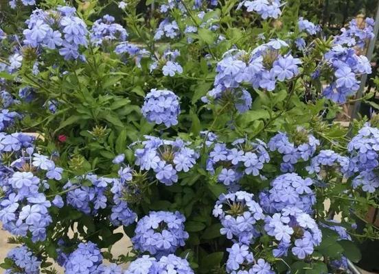 蓝雪花之美(探索蓝雪花的花语及其象征意义) 蓝雪花之美(探索蓝雪花的花语及其象征意义)