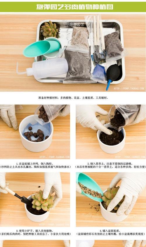 佛珠上盆的最佳时间是什么时候？如何正确养护佛珠？