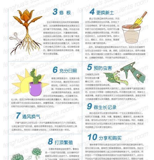 佛珠上盆的最佳时间是什么时候？如何正确养护佛珠？