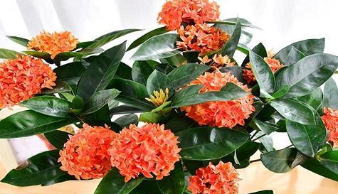 龙船花不开花怎么办？如何促进开花和解决不开花问题？