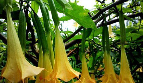 曼陀罗的花语与寓意（解析曼陀罗的花语及其深层含义）