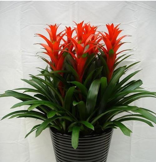 凤梨花的花语（凤梨花的象征意义及养护方法）