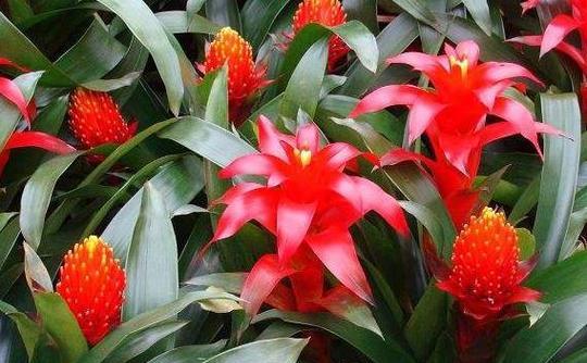 凤梨花的花语（凤梨花的象征意义及养护方法）