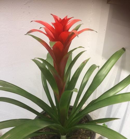 凤梨花的花语（凤梨花的象征意义及养护方法）