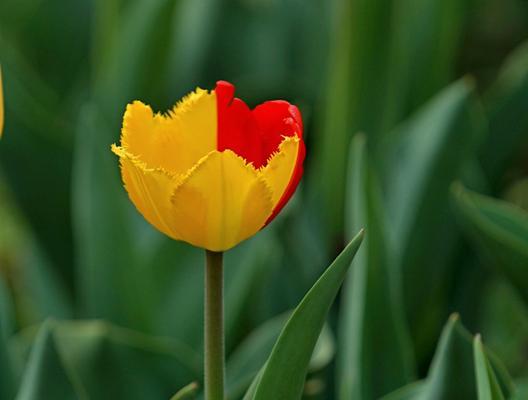 和郁金香很像的花是什么？如何区分真假郁金香？