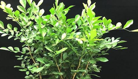 九里香分盆的最佳时机是什么时候？如何确保高成活率？