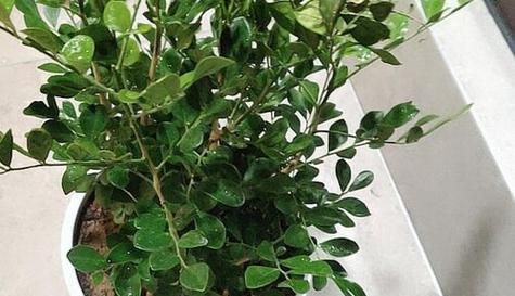 九里香分盆的最佳时机是什么时候？如何确保高成活率？