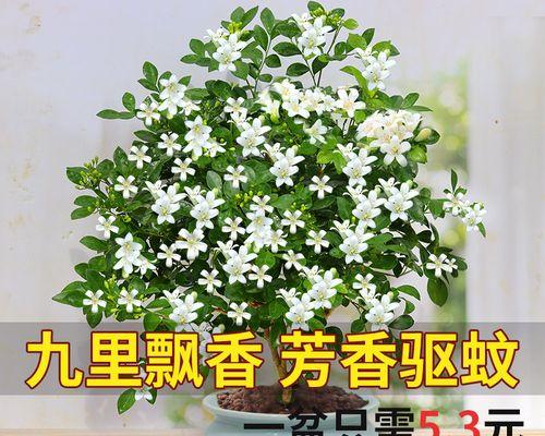 九里香分盆的最佳时机是什么时候？如何确保高成活率？